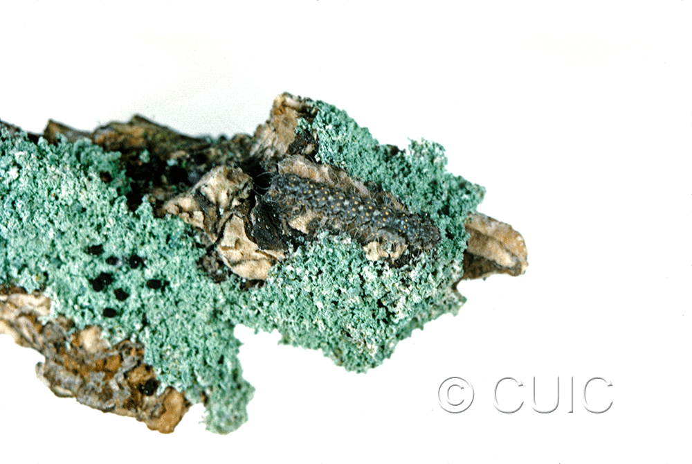 dorsal view of larva Cisthene packardii