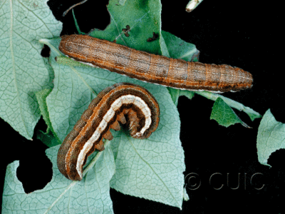 dorsal / lateral view of larva Coenophila opacifrons