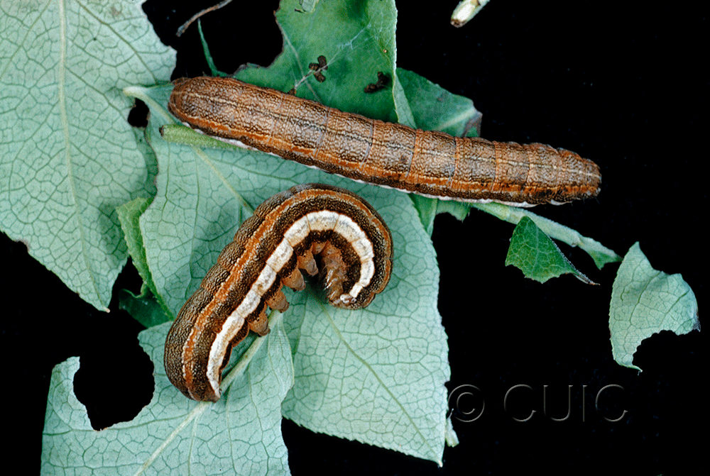 dorsal / lateral view of larva Coenophila opacifrons