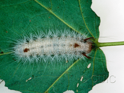 dorsal view of larva Colocasia on Acer? in USA: NY
