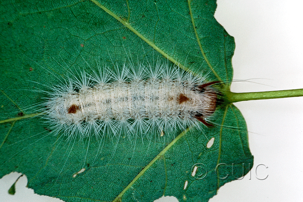dorsal view of larva Colocasia on Acer? in USA: NY