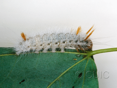 lateral view of larva Colocasia on Acer? in USA: NY