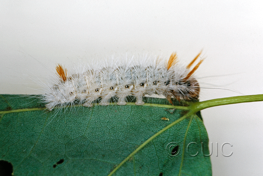 lateral view of larva Colocasia on Acer? in USA: NY