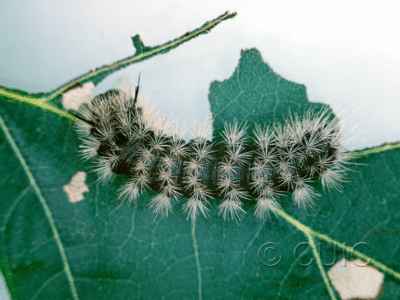 dorsal view of larva Colocasia flavicornis on Quercus borealis in USA: NY