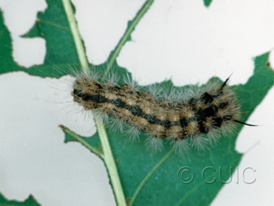 dorsal view of larva Colocasia flavicornis on Quercus borealis in USA: NY