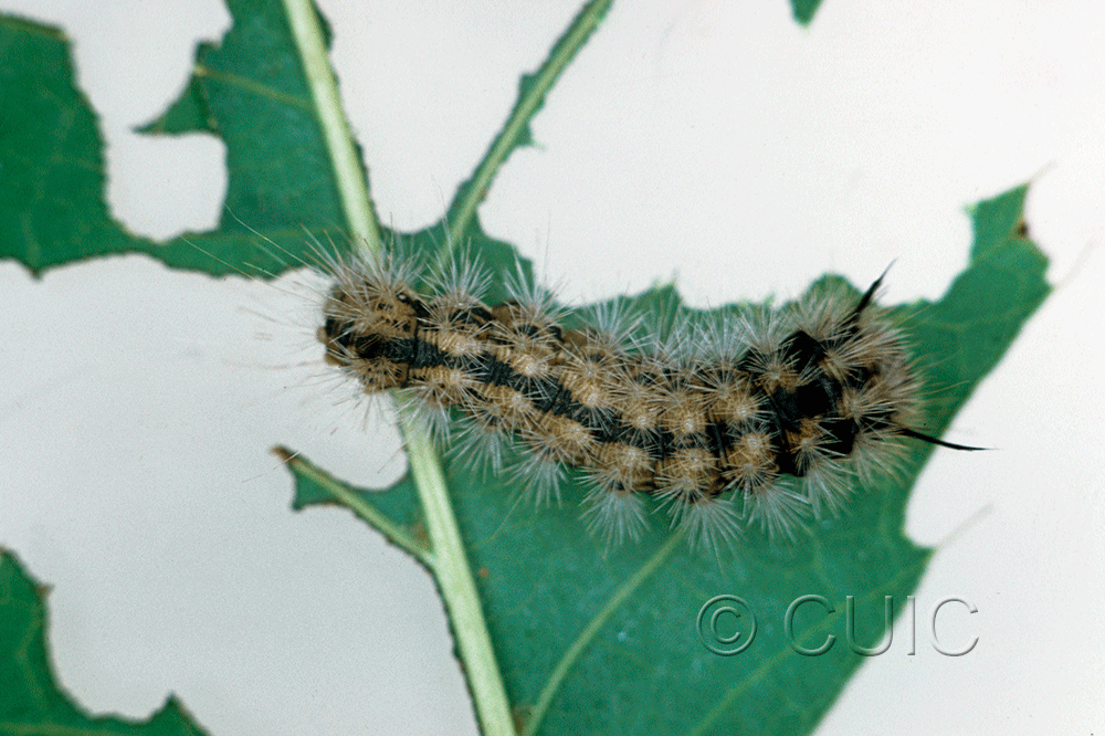 dorsal view of larva Colocasia flavicornis on Quercus borealis in USA: NY