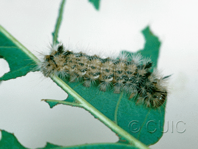 lateral view of larva Colocasia flavicornis on Quercus borealis in USA: NY