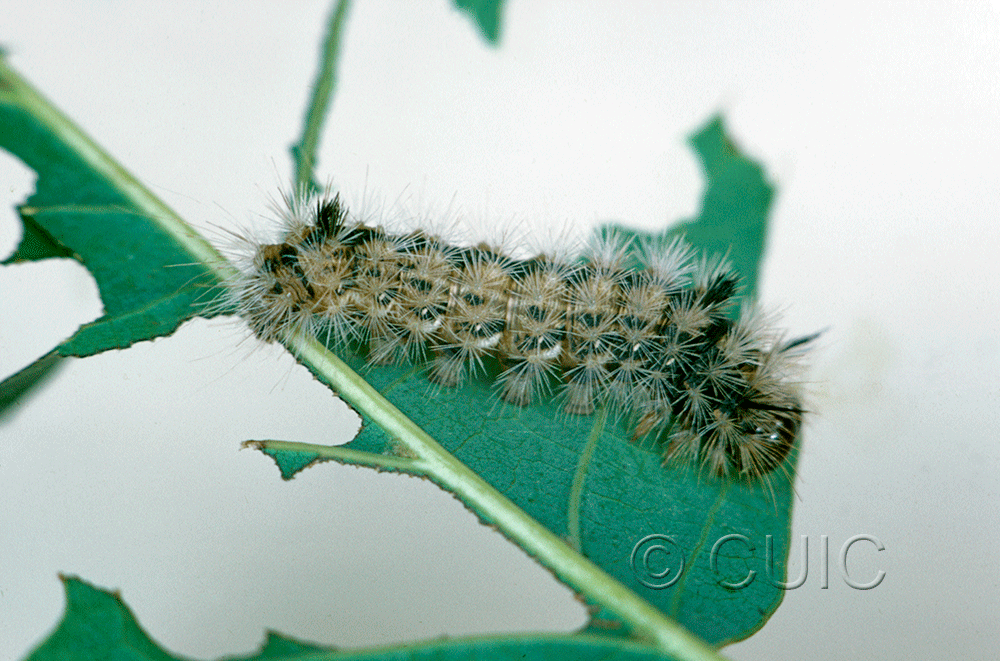 lateral view of larva Colocasia flavicornis on Quercus borealis in USA: NY