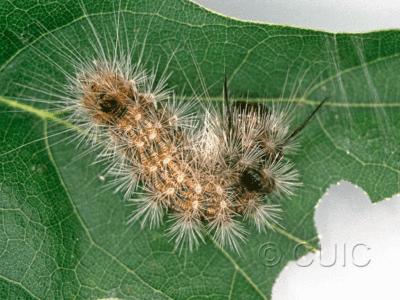 dorsal view of larva Colocasia flavicornis on Quercus in USA: NY