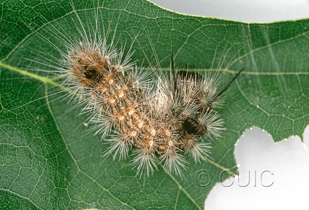 dorsal view of larva Colocasia flavicornis on Quercus in USA: NY