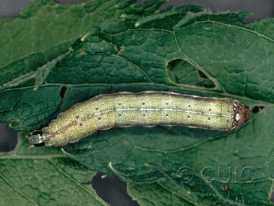 dorsal view of larva Condica vecors on Eupatorium purpureum