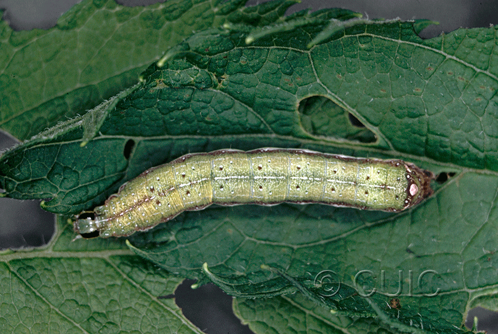 dorsal view of larva Condica vecors on Eupatorium purpureum