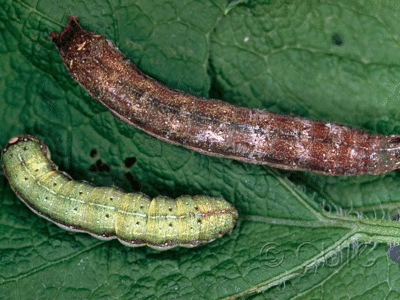 dorsal view of larva Condica vecors on Eupatorium purpureum
