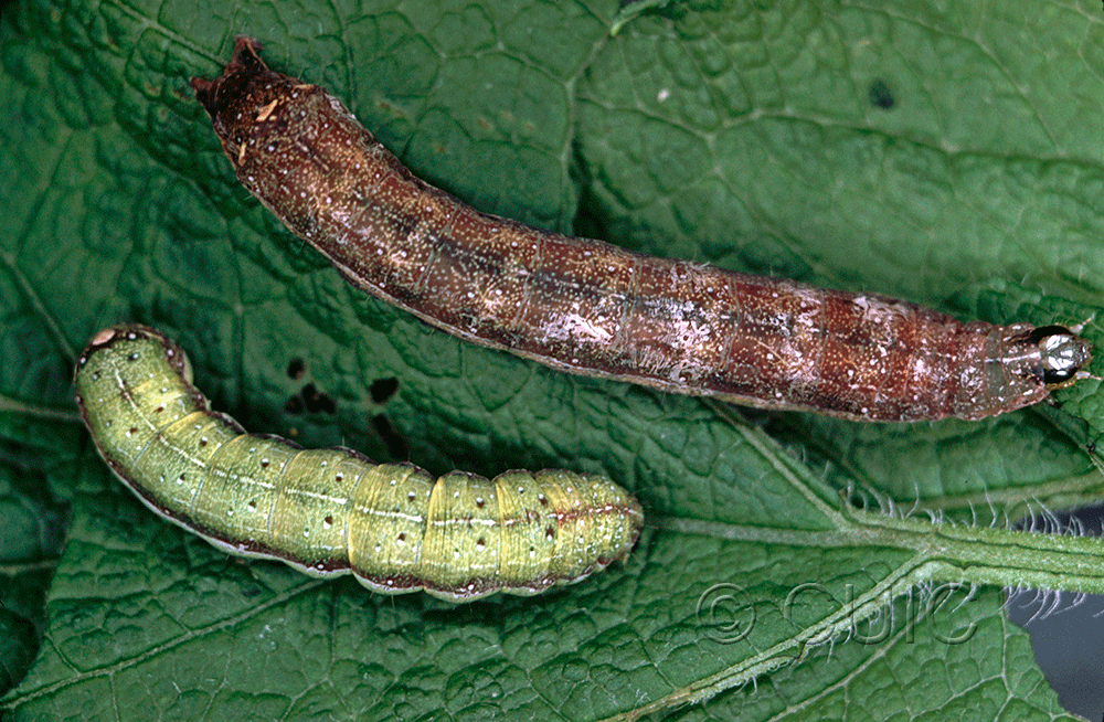 dorsal view of larva Condica vecors on Eupatorium purpureum