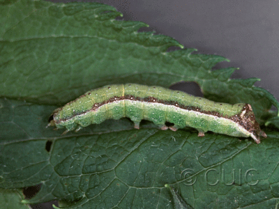 lateral view of larva Condica vecors on Eupatorium purpureum