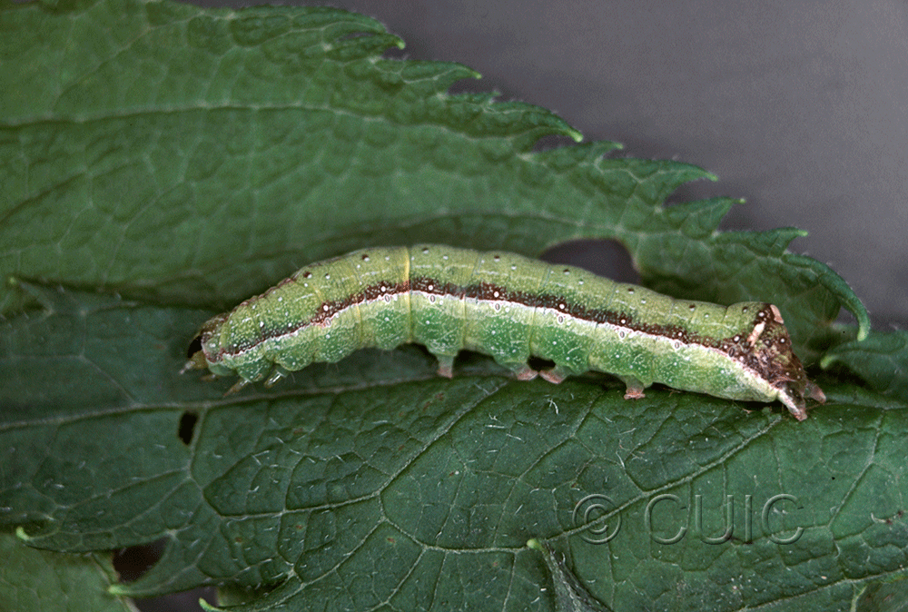 lateral view of larva Condica vecors on Eupatorium purpureum