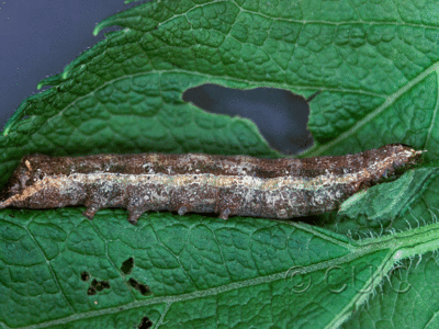 lateral view of larva Condica vecors on Eupatorium purpureum