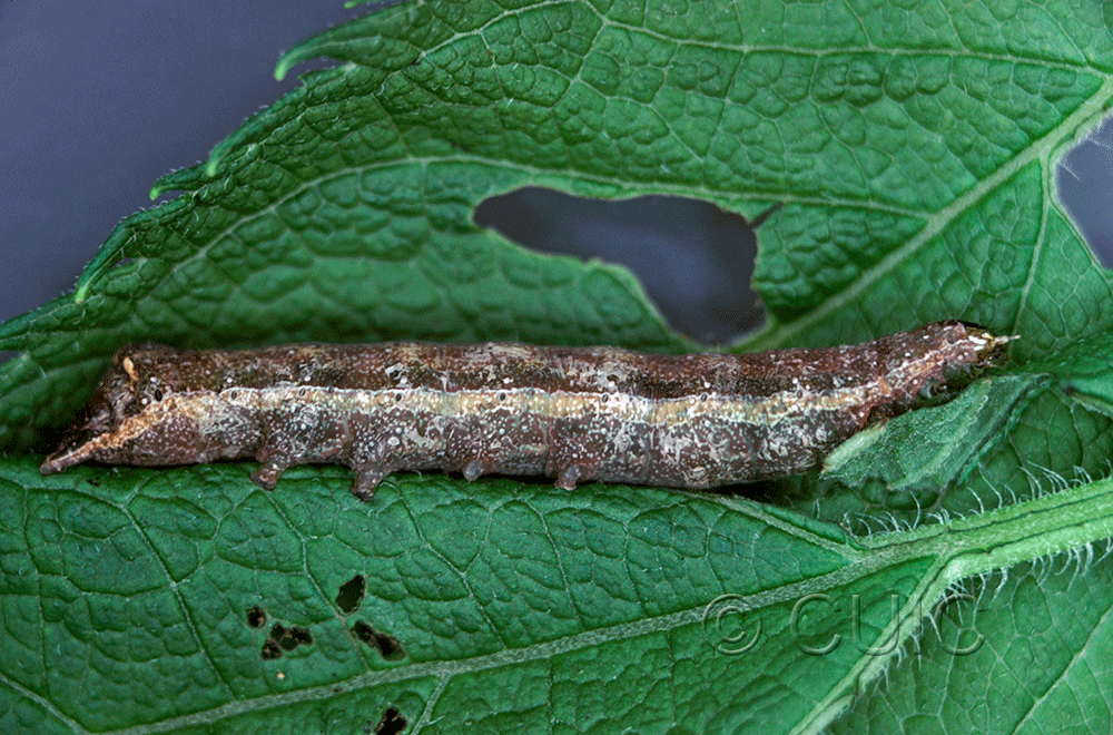 lateral view of larva Condica vecors on Eupatorium purpureum