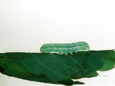 lateral view of larva Copivaleria grotei on Fraxinus americanus in USA: PA