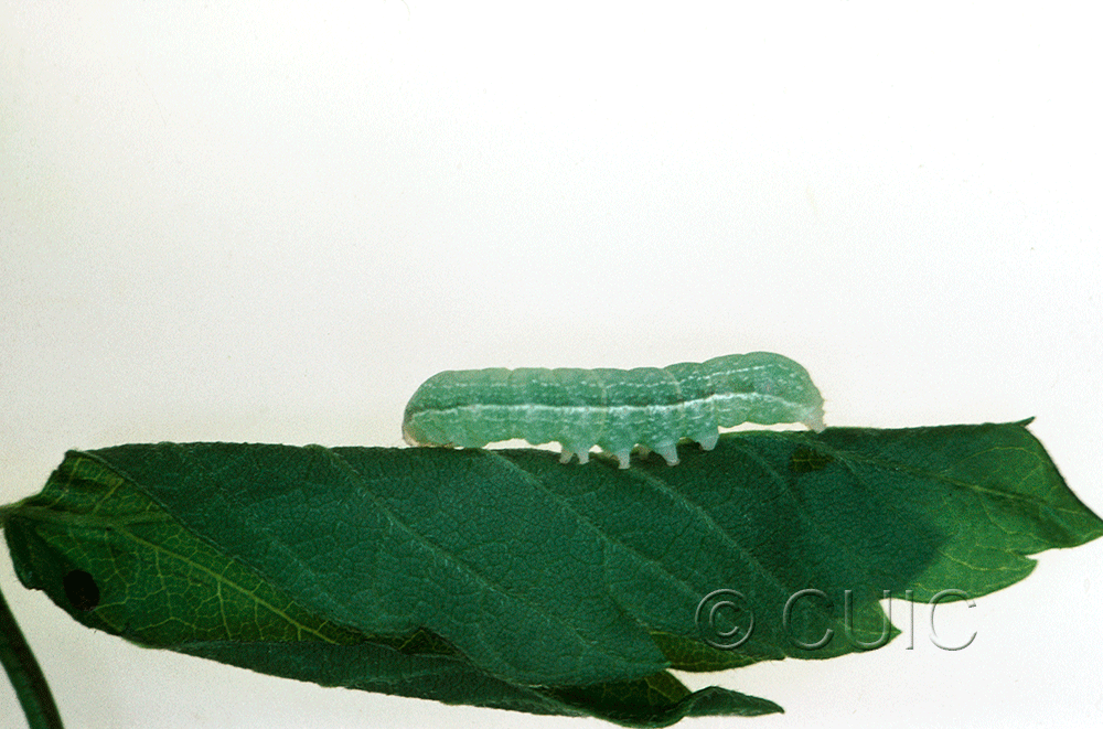 lateral view of larva Copivaleria grotei on Fraxinus americanus in USA: PA