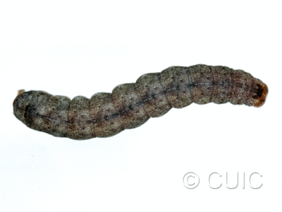 dorsal view of larva Crocigrapha normani on Prunus in USA: NY