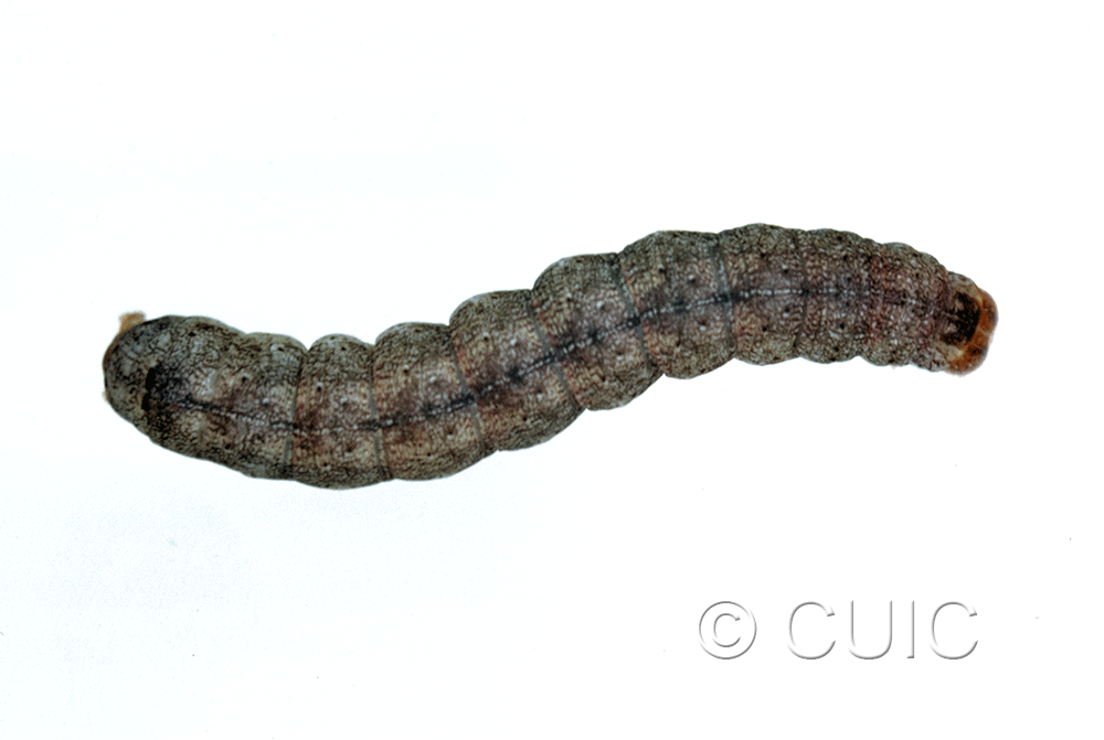 dorsal view of larva Crocigrapha normani on Prunus in USA: NY