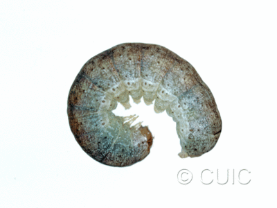 lateral view of larva Crocigrapha normani on Prunus in USA: NY