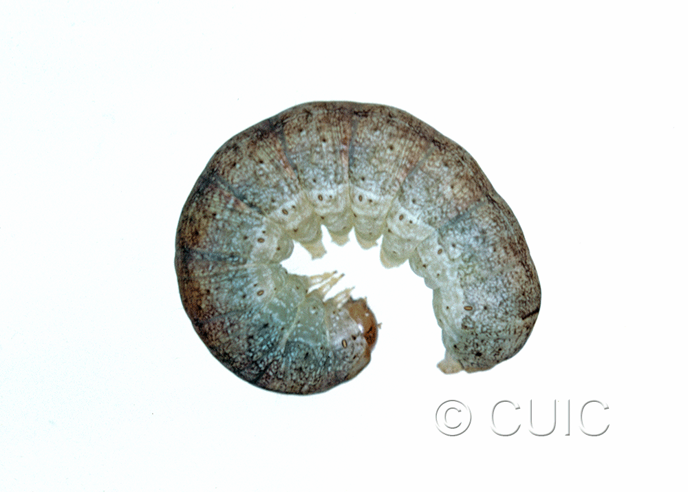 lateral view of larva Crocigrapha normani on Prunus in USA: NY