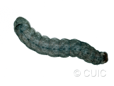 dorsal view of larva Crocigrapha normani on Fraxinus americanus in USA: SD