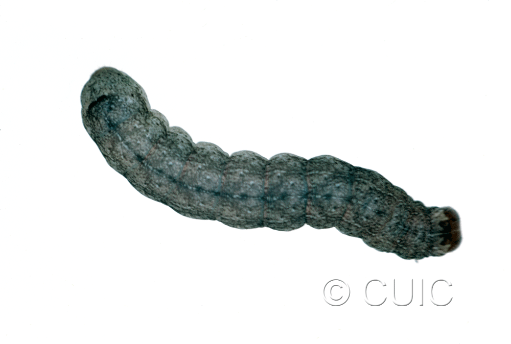 dorsal view of larva Crocigrapha normani on Fraxinus americanus in USA: SD