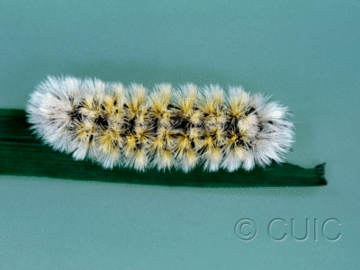dorsal view of larva Ctenucha virginica on Dactylis in USA: MN