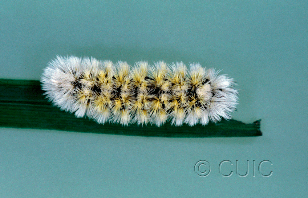 dorsal view of larva Ctenucha virginica on Dactylis in USA: MN