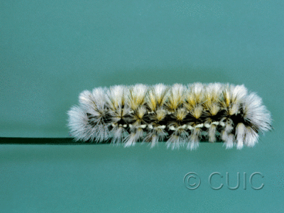 lateral view of larva Ctenucha virginica on Dactylis in USA: MN