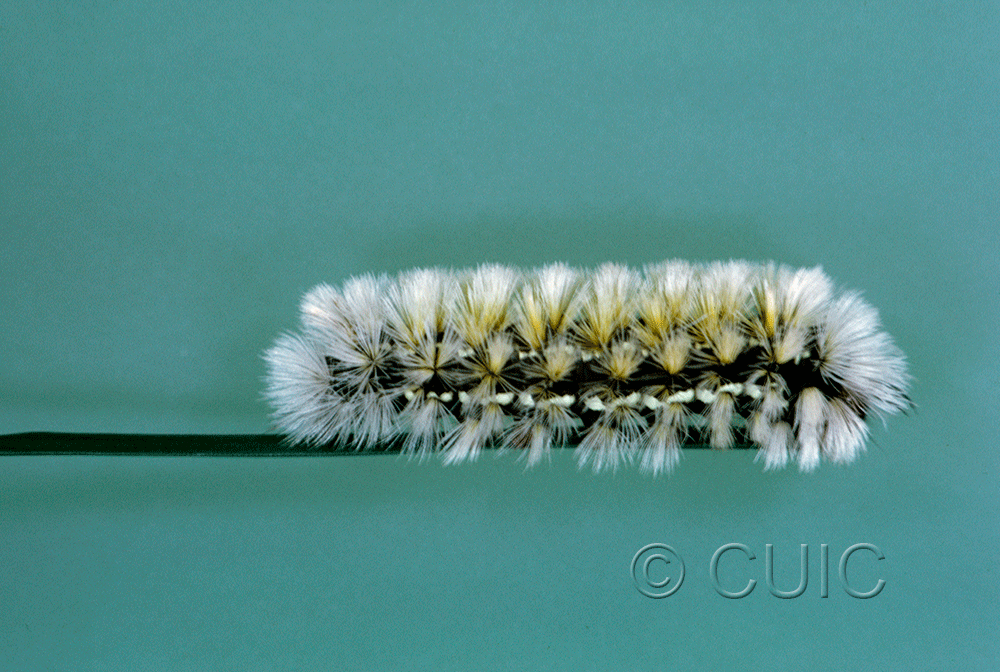 lateral view of larva Ctenucha virginica on Dactylis in USA: MN