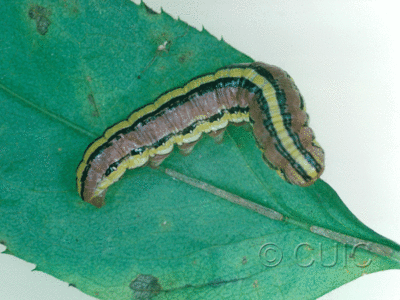 lateral view of larva Cucullia asteroides on Solidago in USA: AZ