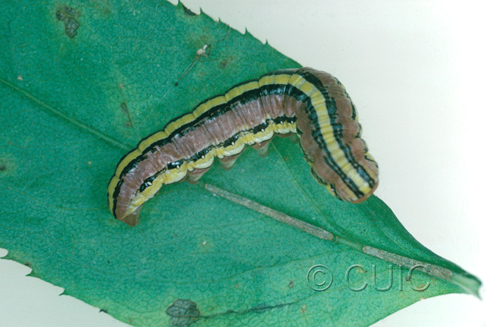 lateral view of larva Cucullia asteroides on Solidago in USA: AZ