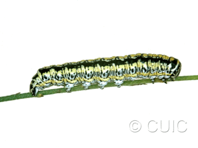 lateral view of larva Cucullia charon on Machaeranthera juncea (Greene) in USA: AZ