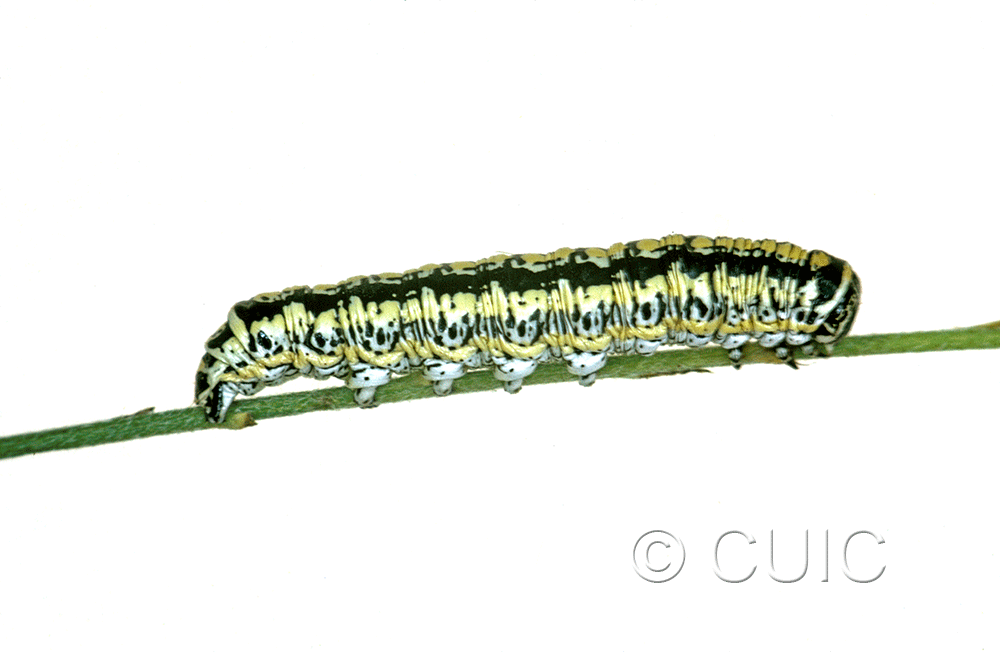 lateral view of larva Cucullia charon on Machaeranthera juncea (Greene) in USA: AZ