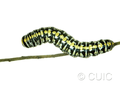 dorsal view of larva Cucullia charon on Machaeranthera juncea (Greene) in USA: AZ