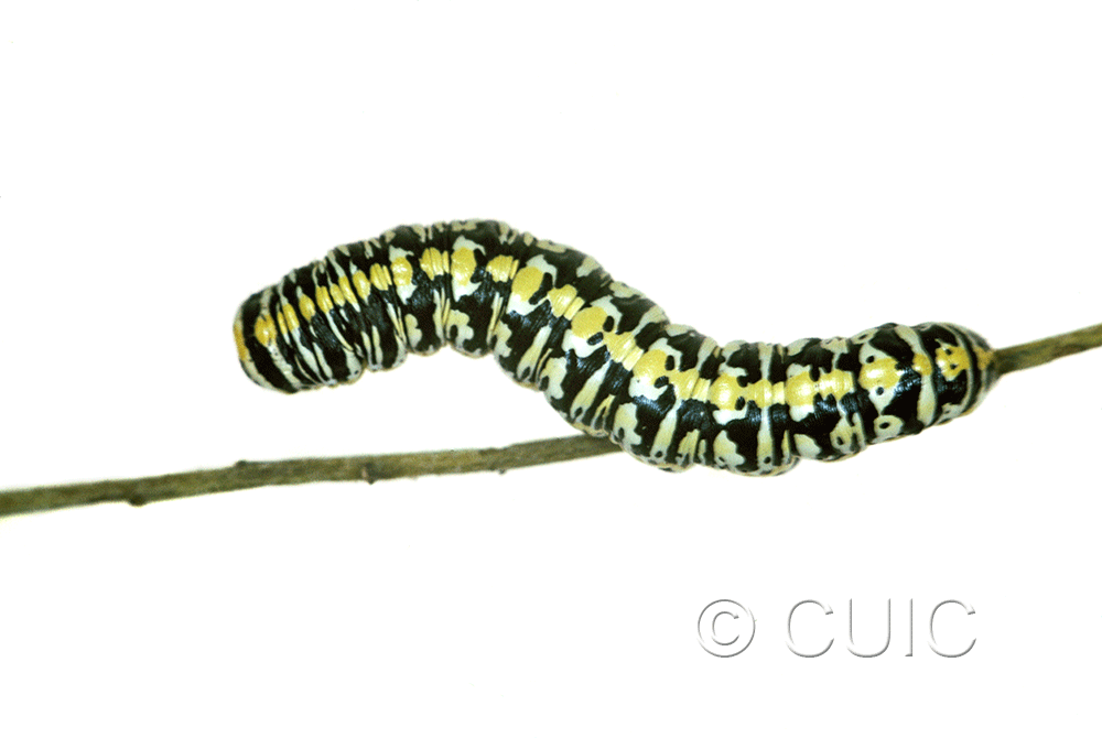 dorsal view of larva Cucullia charon on Machaeranthera juncea (Greene) in USA: AZ