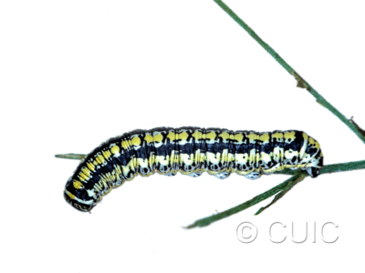 dorsal view of larva Cucullia charon on Machaeranthera juncea (Greene) in USA: AZ