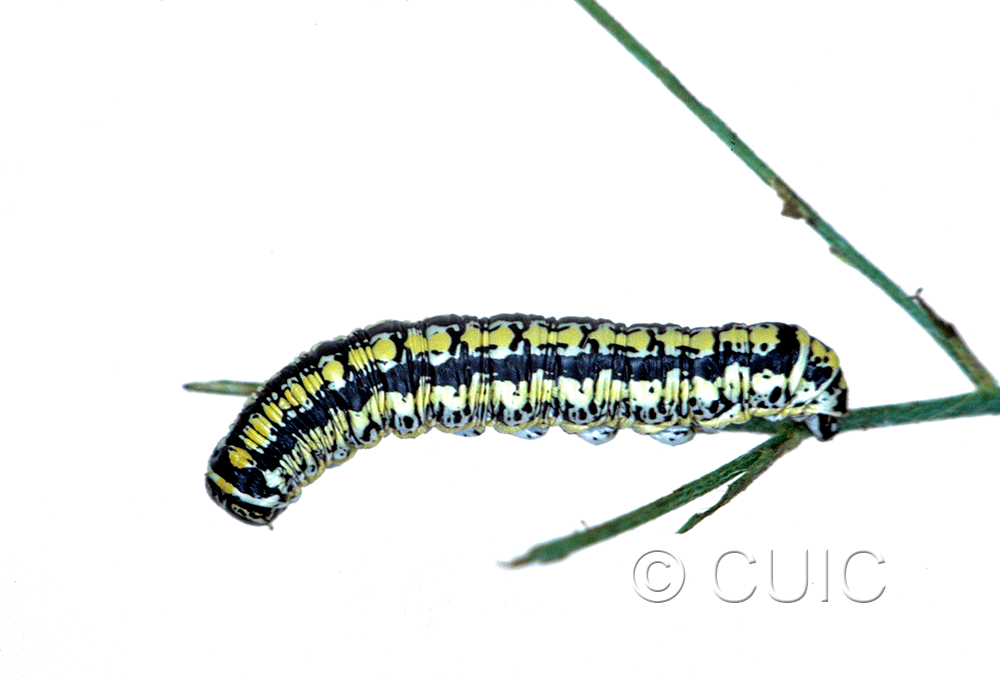 dorsal view of larva Cucullia charon on Machaeranthera juncea (Greene) in USA: AZ