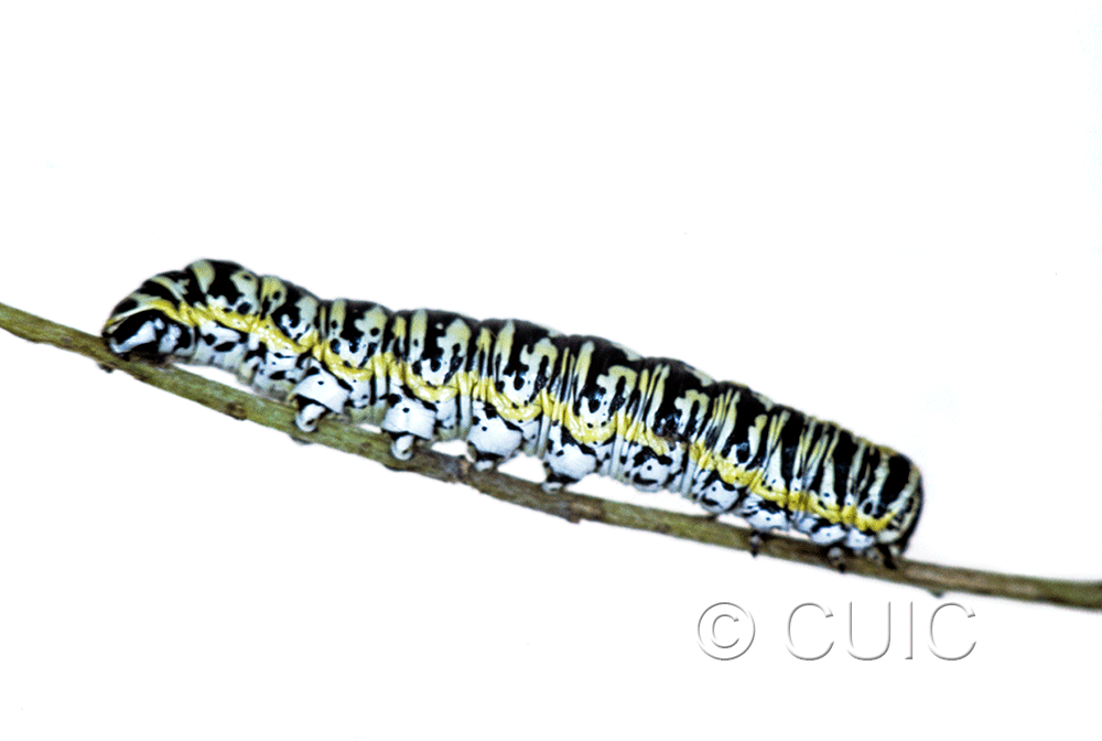 lateral view of larva Cucullia charon on Machaeranthera juncea (Greene) in USA: AZ