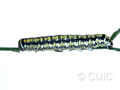 lateral view of larva Cucullia charon on Machaeranthera juncea (Greene) in USA: AZ