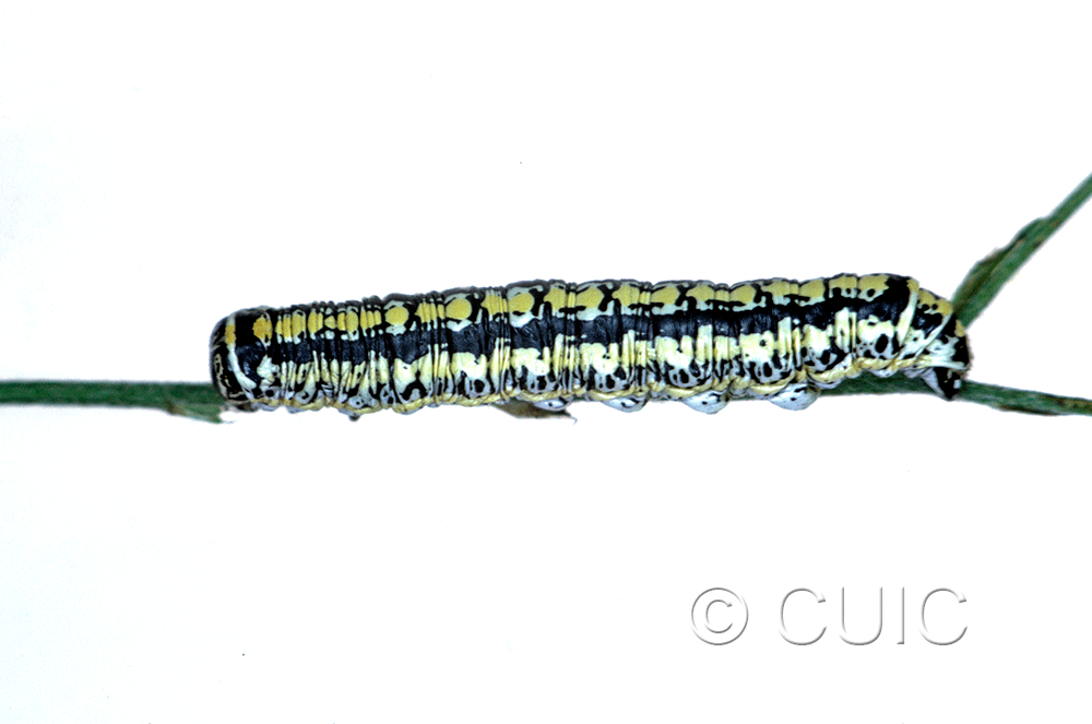 lateral view of larva Cucullia charon on Machaeranthera juncea (Greene) in USA: AZ