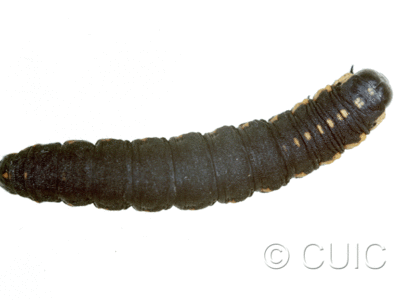dorsal view of larva Cucullia intermedia on comps in USA: NY