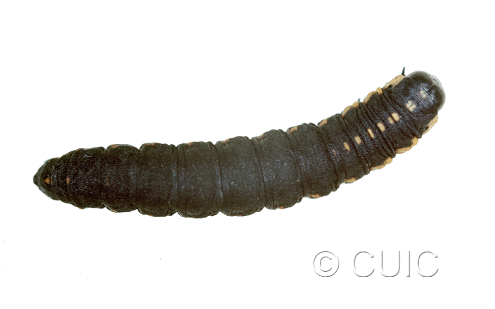 dorsal view of larva Cucullia intermedia on comps in USA: NY