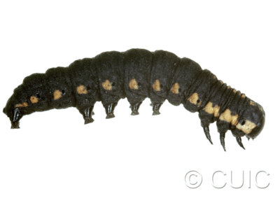 lateral view of larva Cucullia intermedia on comps in USA: NY