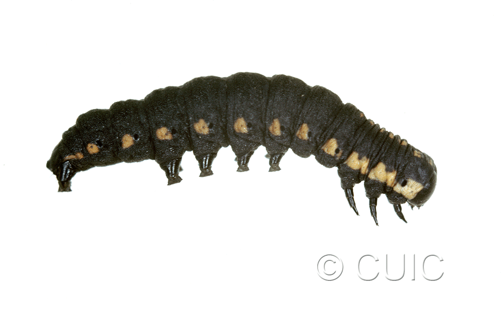 lateral view of larva Cucullia intermedia on comps in USA: NY