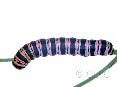 dorsal view of larva Cucullia lilacina on Erigeron divergens in USA: AZ